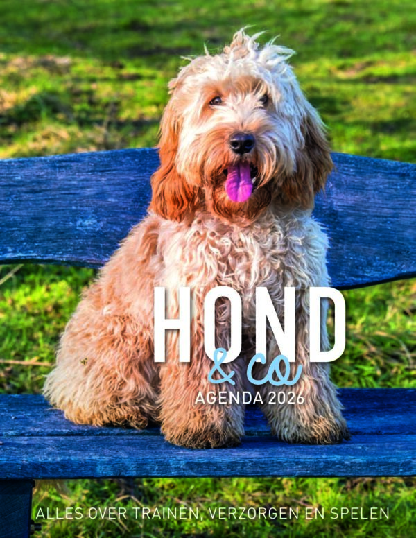 Zittende labradoodle